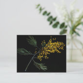 Silver Wattle Flowers Briefkaart (Staand voorkant)