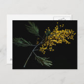 Silver Wattle Flowers Briefkaart (Voorkant / Achterkant)