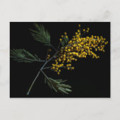 Silver Wattle Flowers Briefkaart (Voorkant)