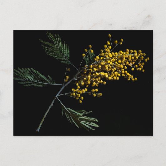 Silver Wattle Flowers Briefkaart (Voorkant)