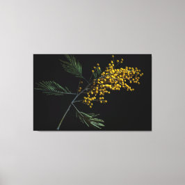 Silver Wattle Flowers Canvas Afdruk