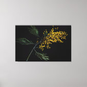 Silver Wattle Flowers Canvas Afdruk (Voorkant)