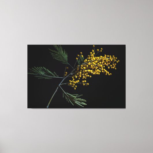 Silver Wattle Flowers Canvas Afdruk (Voorkant)