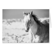 SILVER WILD HORSE VAN UTAH (Voorkant Horizontaal)