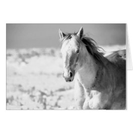 SILVER WILD HORSE VAN UTAH