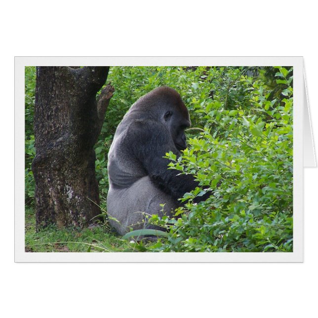 Silverback (Voorkant Horizontaal)