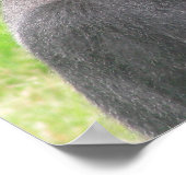 silverback 001 canvas poster (Hoek)