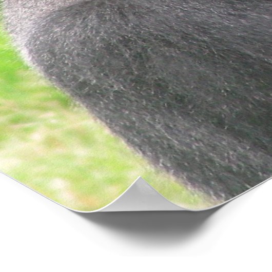 silverback 001 canvas poster (Hoek)