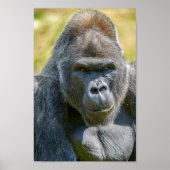Silverback Close-up Poster (Voorkant)