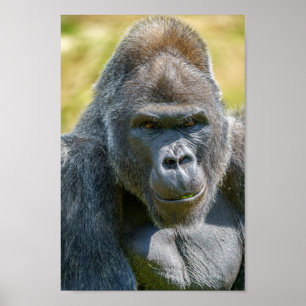 Silverback Close-up Poster