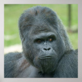 Silverback Dishi Poster (Voorkant)