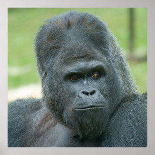 Silverback Dishi Poster