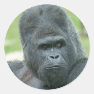 Silverback Dishi Ronde Sticker
