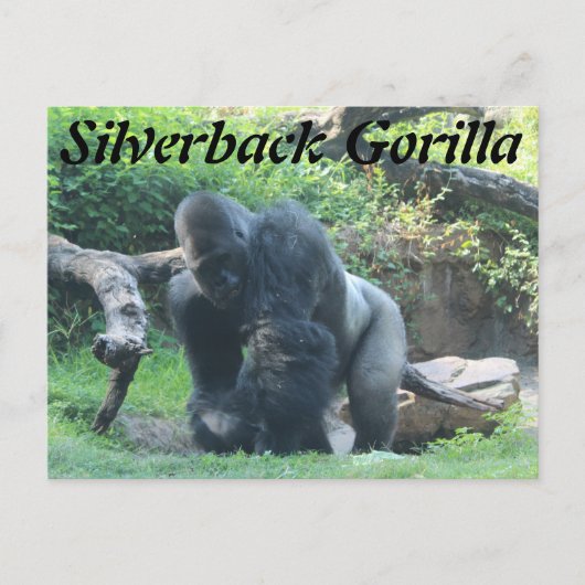 Silverback Gorilla # 1 Briefkaart (Voorkant)