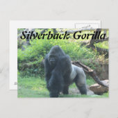 Silverback Gorilla # 2 Briefkaart (Voorkant / Achterkant)