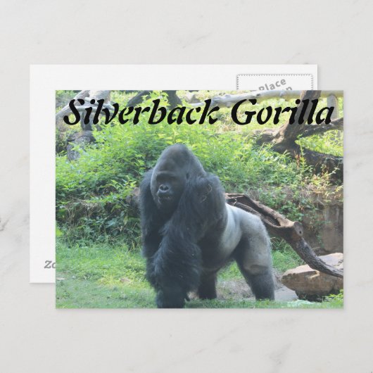 Silverback Gorilla # 2 Briefkaart (Voorkant / Achterkant)