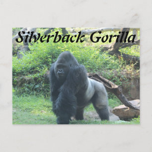 Silverback Gorilla # 2 Briefkaart