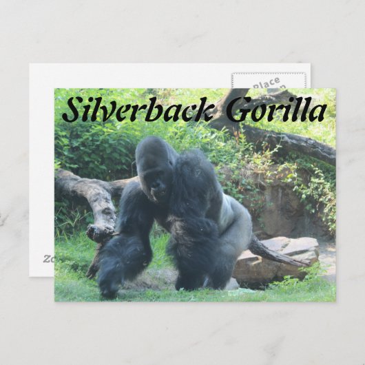 Silverback Gorilla # 3 Briefkaart (Voorkant / Achterkant)