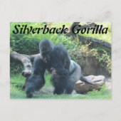 Silverback Gorilla # 3 Briefkaart (Voorkant)