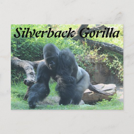 Silverback Gorilla # 3 Briefkaart (Voorkant)