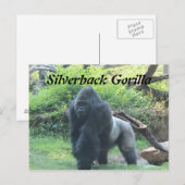 Silverback Gorilla # 4 Briefkaart (Voorkant / Achterkant)