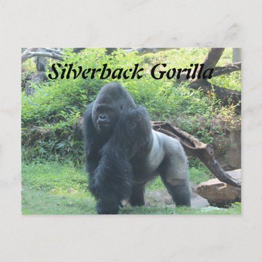Silverback Gorilla # 4 Briefkaart (Voorkant)