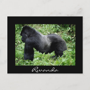 Silverback gorilla Black Rwanda briefkaart