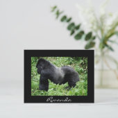 Silverback gorilla Black Rwanda briefkaart (Staand voorkant)
