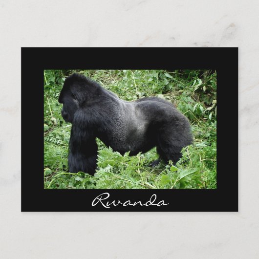 Silverback gorilla Black Rwanda briefkaart (Voorkant)