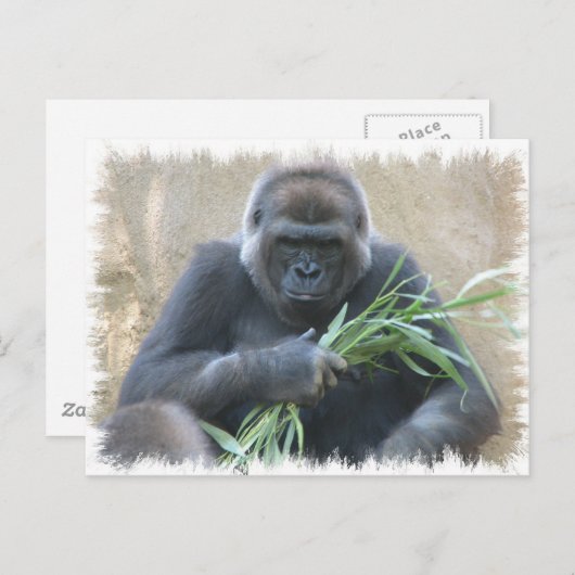 Silverback Gorilla Briefkaart (Voorkant / Achterkant)