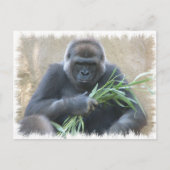 Silverback Gorilla Briefkaart (Voorkant)