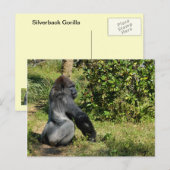 Silverback Gorilla Briefkaart (Voorkant / Achterkant)