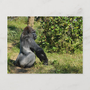 Silverback Gorilla Briefkaart