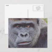 silverback gorilla briefkaart (Voorkant / Achterkant)