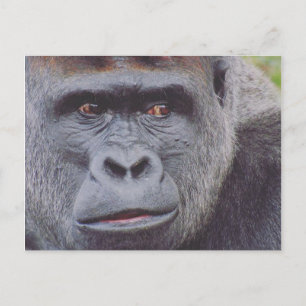 silverback gorilla briefkaart