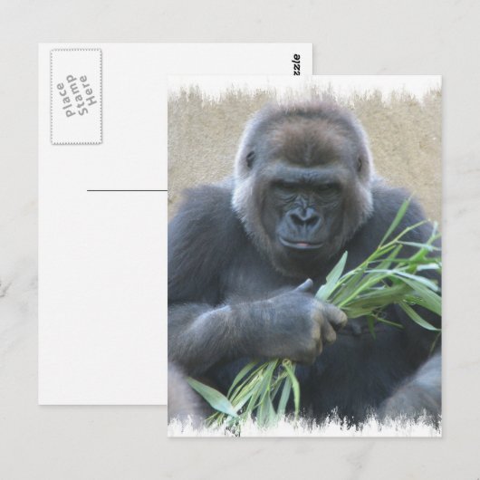 Silverback Gorilla Briefkaart (Voorkant / Achterkant)