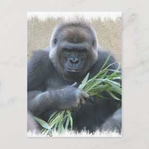 Silverback Gorilla Briefkaart