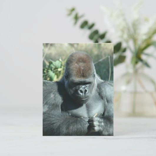 Silverback Gorilla Briefkaart (Staand voorkant)