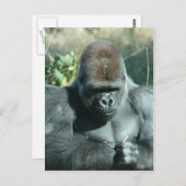 Silverback Gorilla Briefkaart (Voorkant / Achterkant)