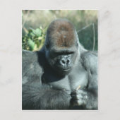 Silverback Gorilla Briefkaart (Voorkant)