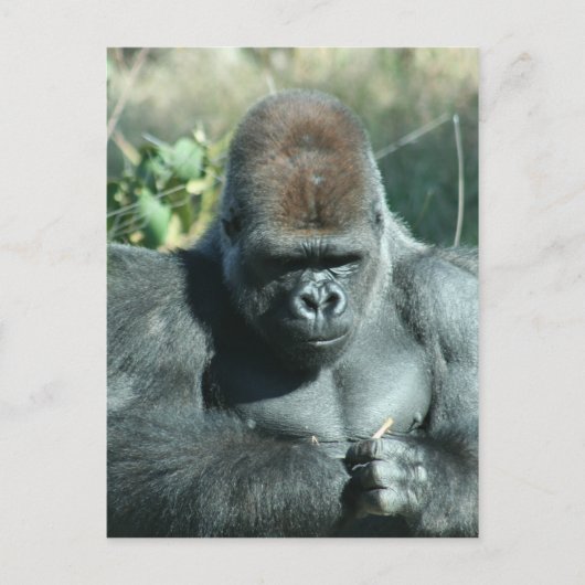 Silverback Gorilla Briefkaart (Voorkant)