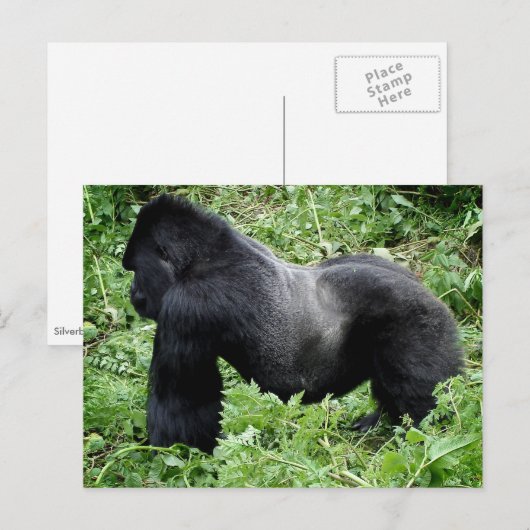 Silverback gorilla-briefkaart briefkaart (Voorkant / Achterkant)
