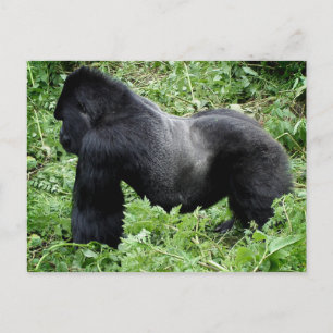 Silverback gorilla-briefkaart briefkaart