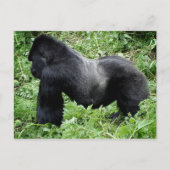 Silverback gorilla-briefkaart briefkaart (Voorkant)