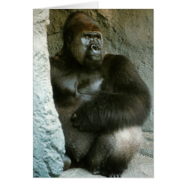 Silverback Gorilla Card (Voorkant)