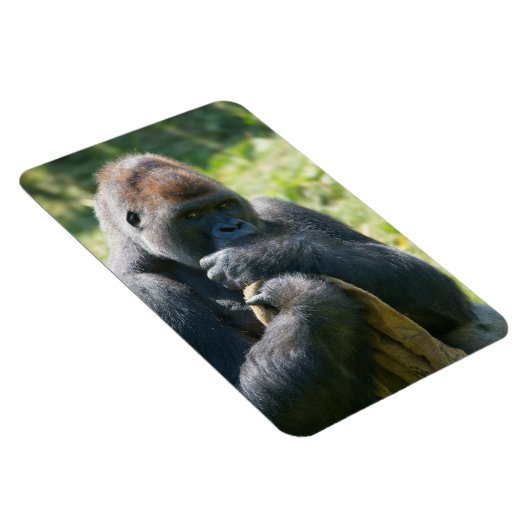 Silverback Gorilla en zijn portemonnee Magneet (Rechterzijde)
