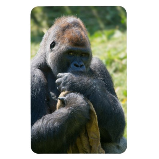 Silverback Gorilla en zijn portemonnee Magneet (Verticaal)