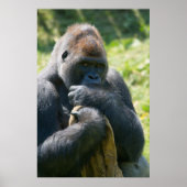 Silverback Gorilla en zijn portemonnee Poster (Voorkant)