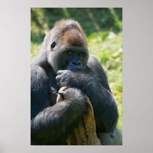Silverback Gorilla en zijn portemonnee Poster (Voorkant)