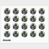 Silverback Gorilla en zijn portemonnee Ronde Sticker (Vel)